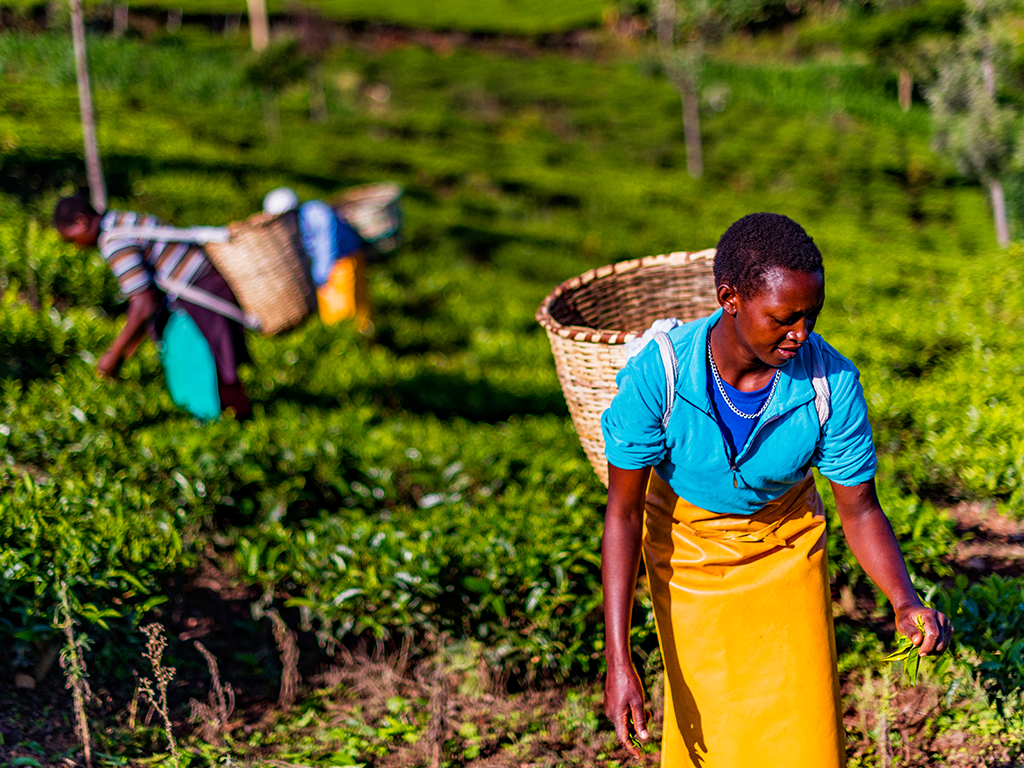 1024x768_300_shutterstock_agriculture_women_africa.png