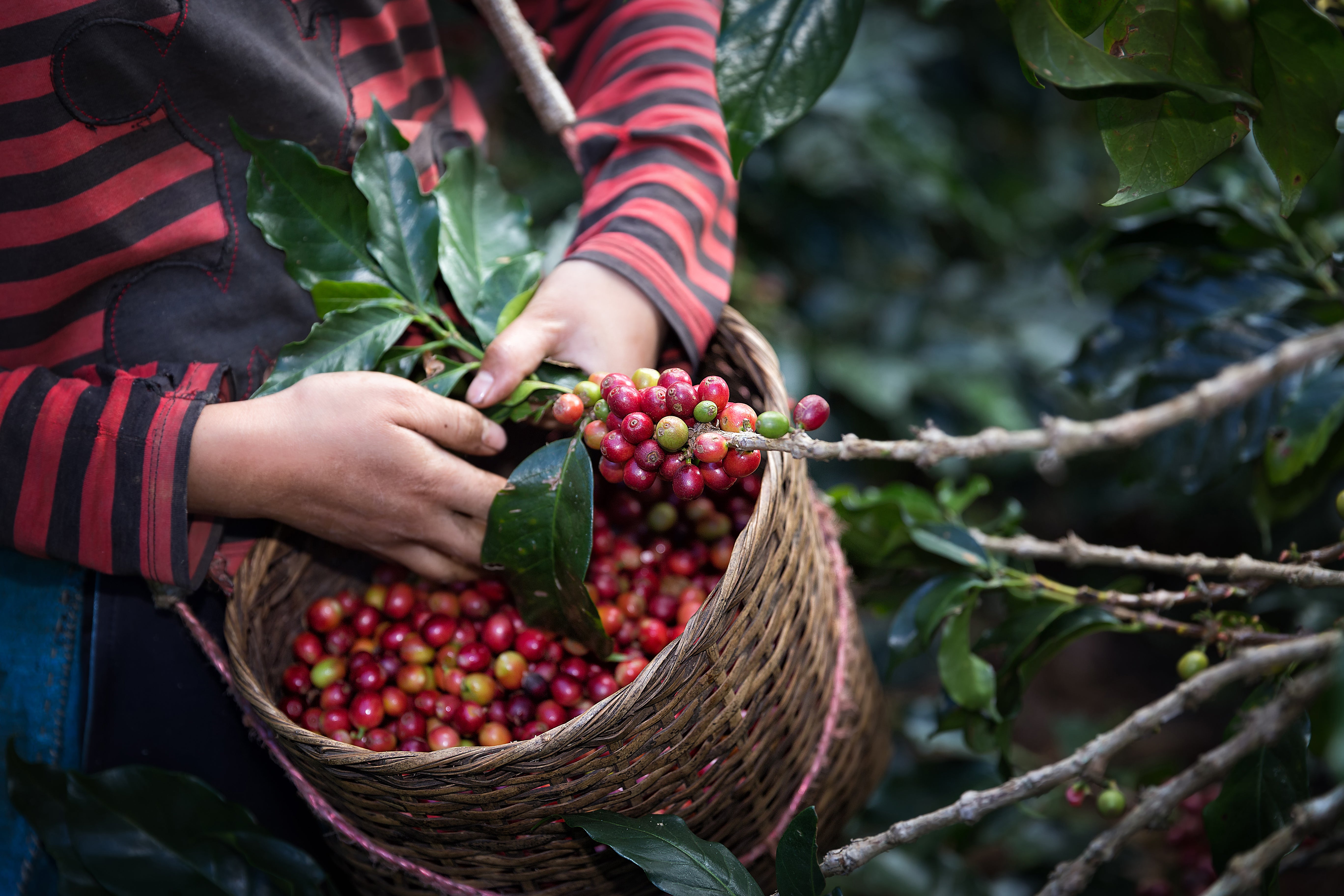 small-holder coffee farmer in Colombia