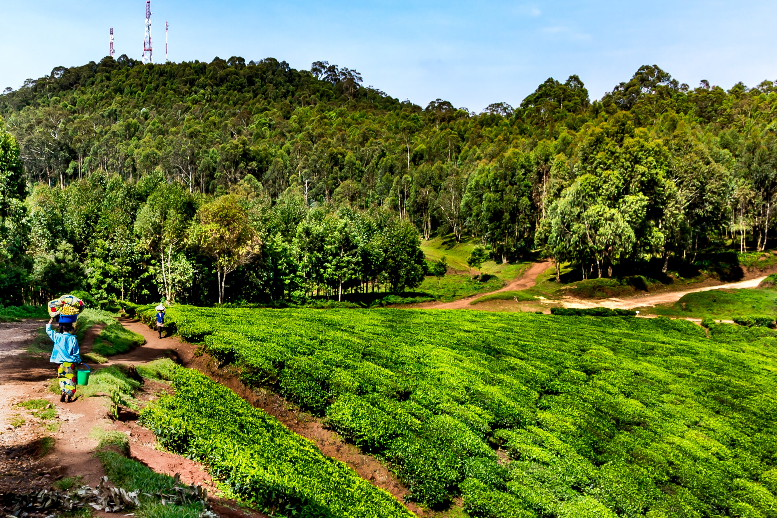 Forest Plantation in Africa