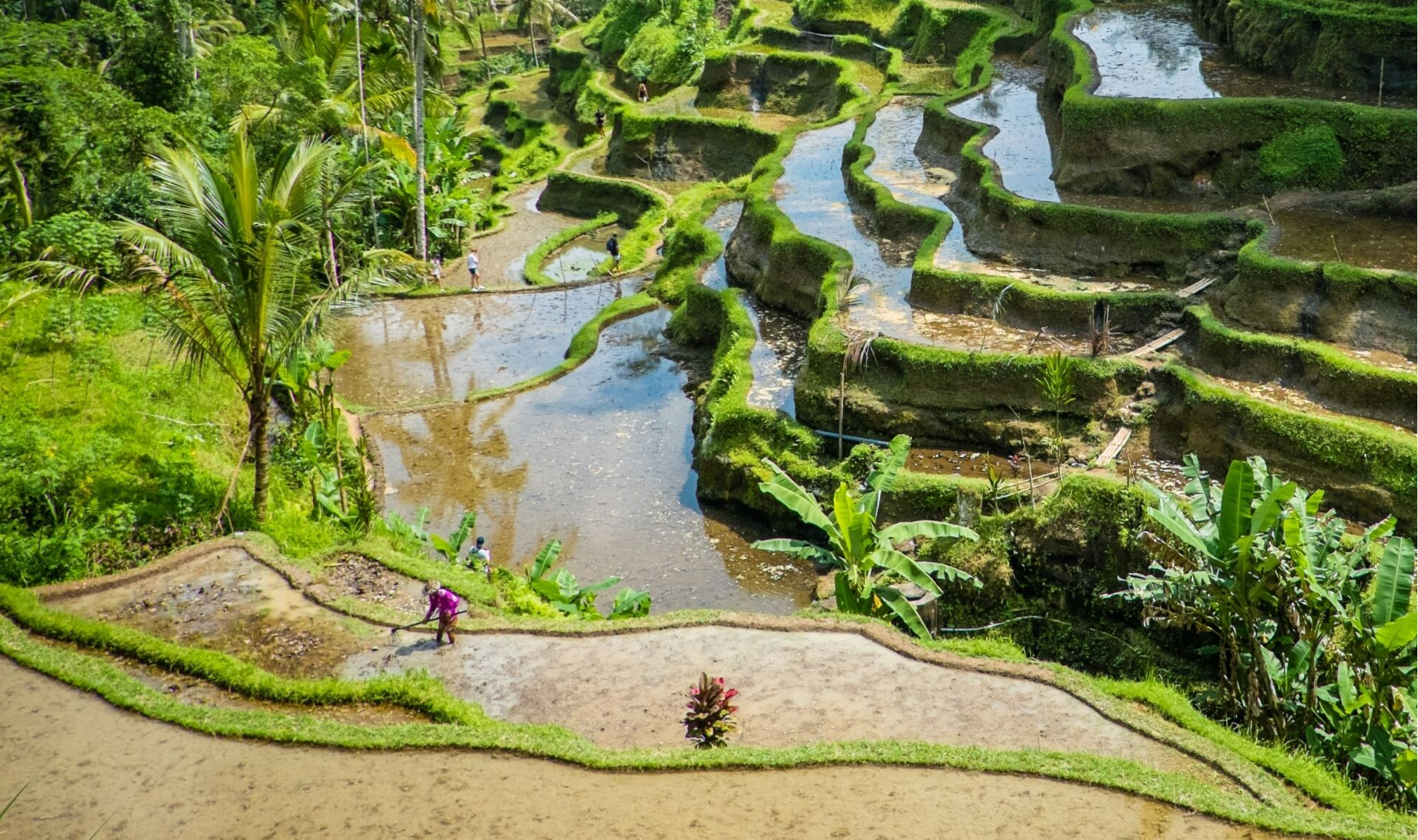 rice field