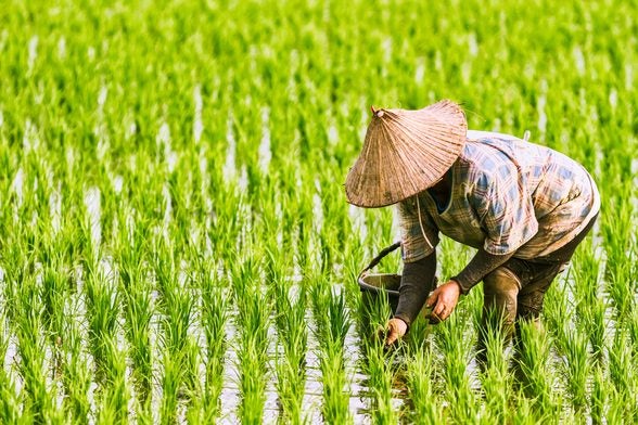Woman with hat picking rice in the rice fields 