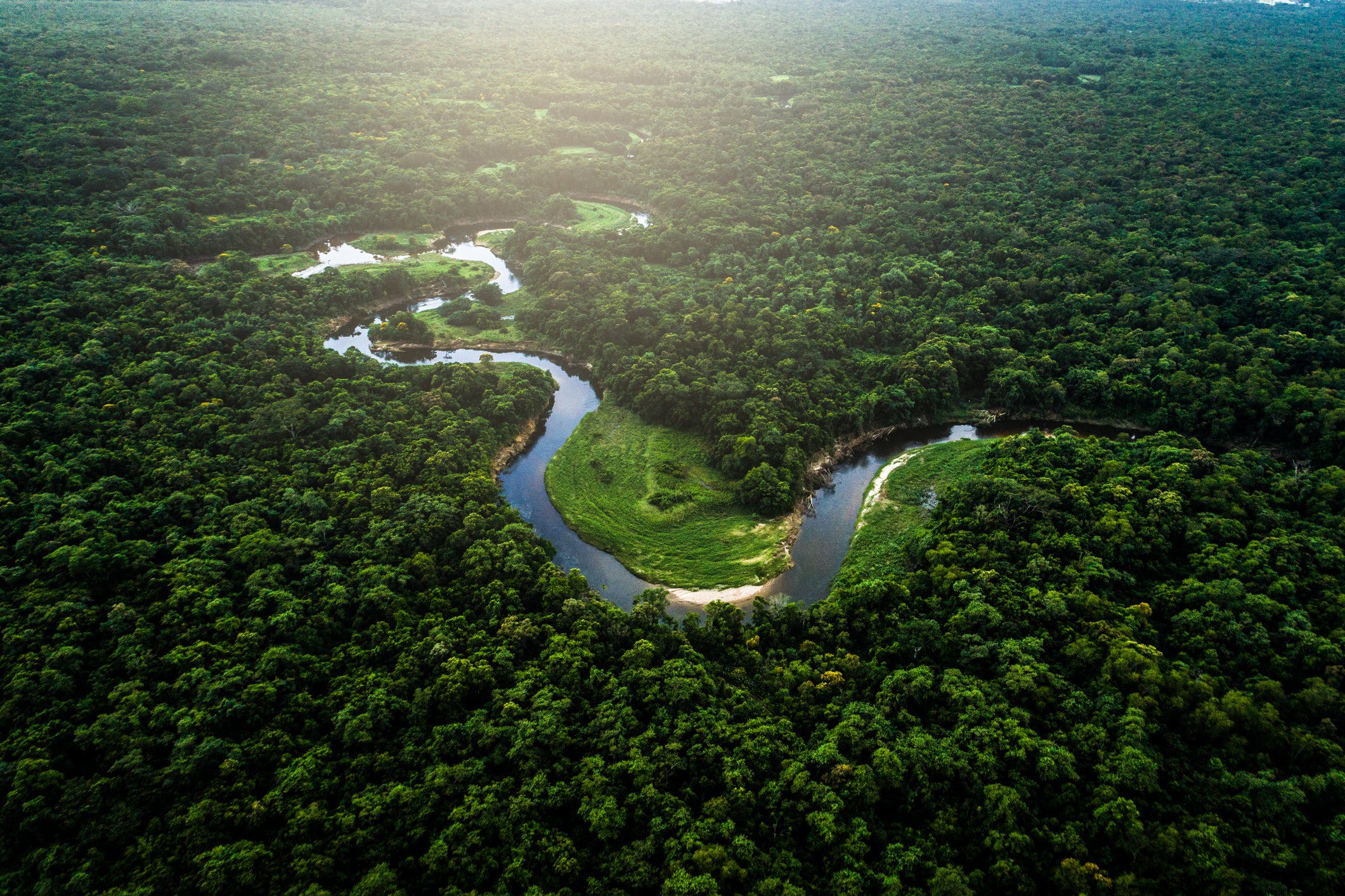 Image of a river flowing through a jungle