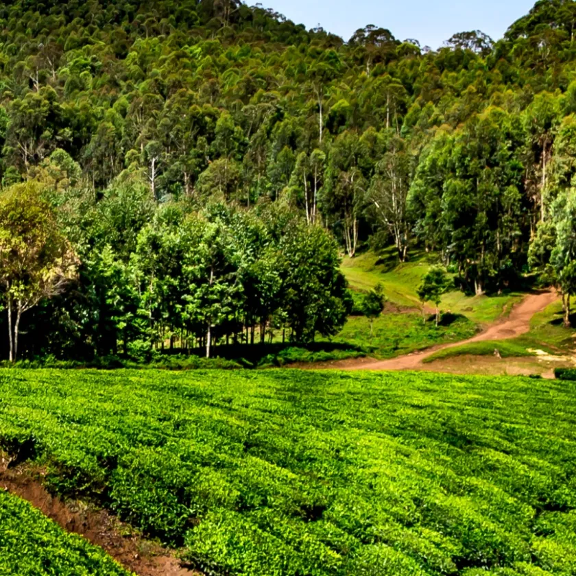 View of a forest managed by Miro Forestry