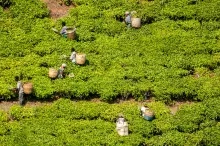 Agriculture in Tanzania