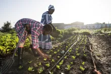 Picture of two women working in a field
