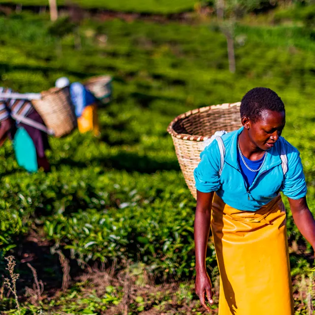 1024x768_300_shutterstock_agriculture_women_africa.png
