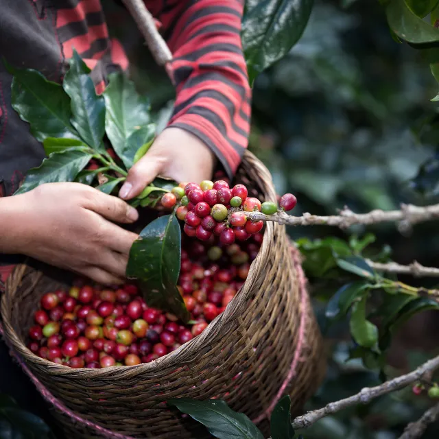 small-holder coffee farmer in Colombia