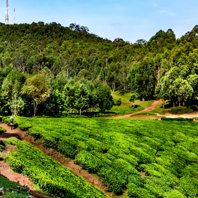 Forest Plantation in Africa