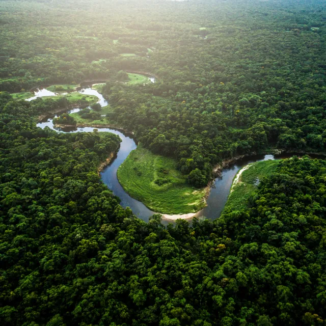 Image of a river flowing through a jungle