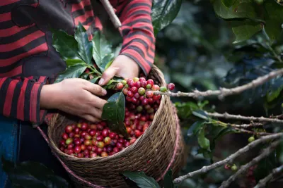 Hands tending to berries