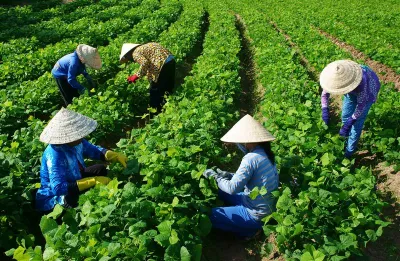 Vietnamese workers in a field