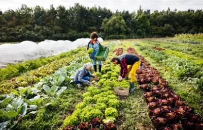 Farmer harvesting eggplants