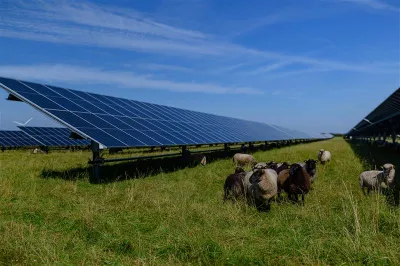 Cows in a field of solar panels