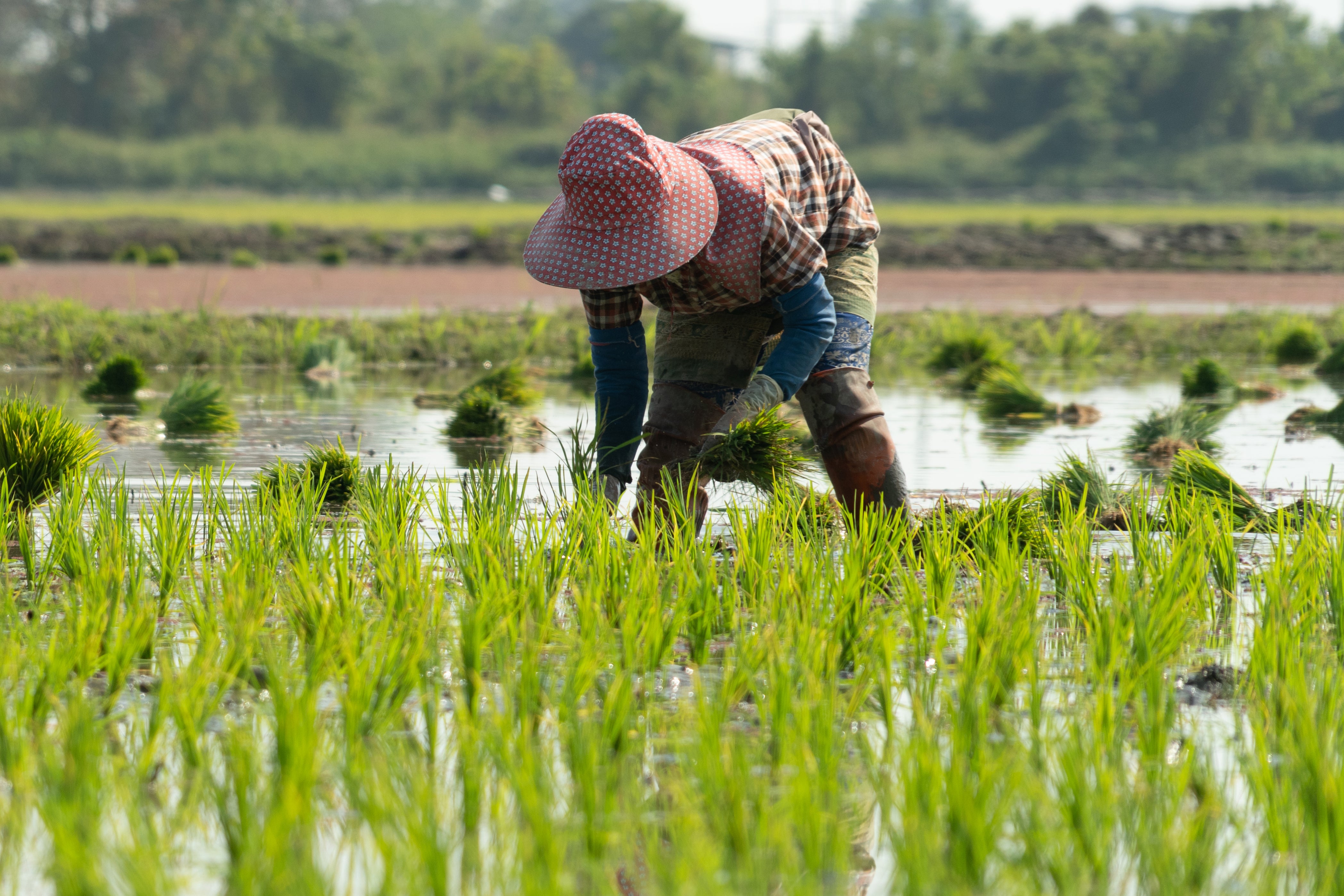 Collaborative on Sustainable Food Systems: Image of a farmer tending to a field.