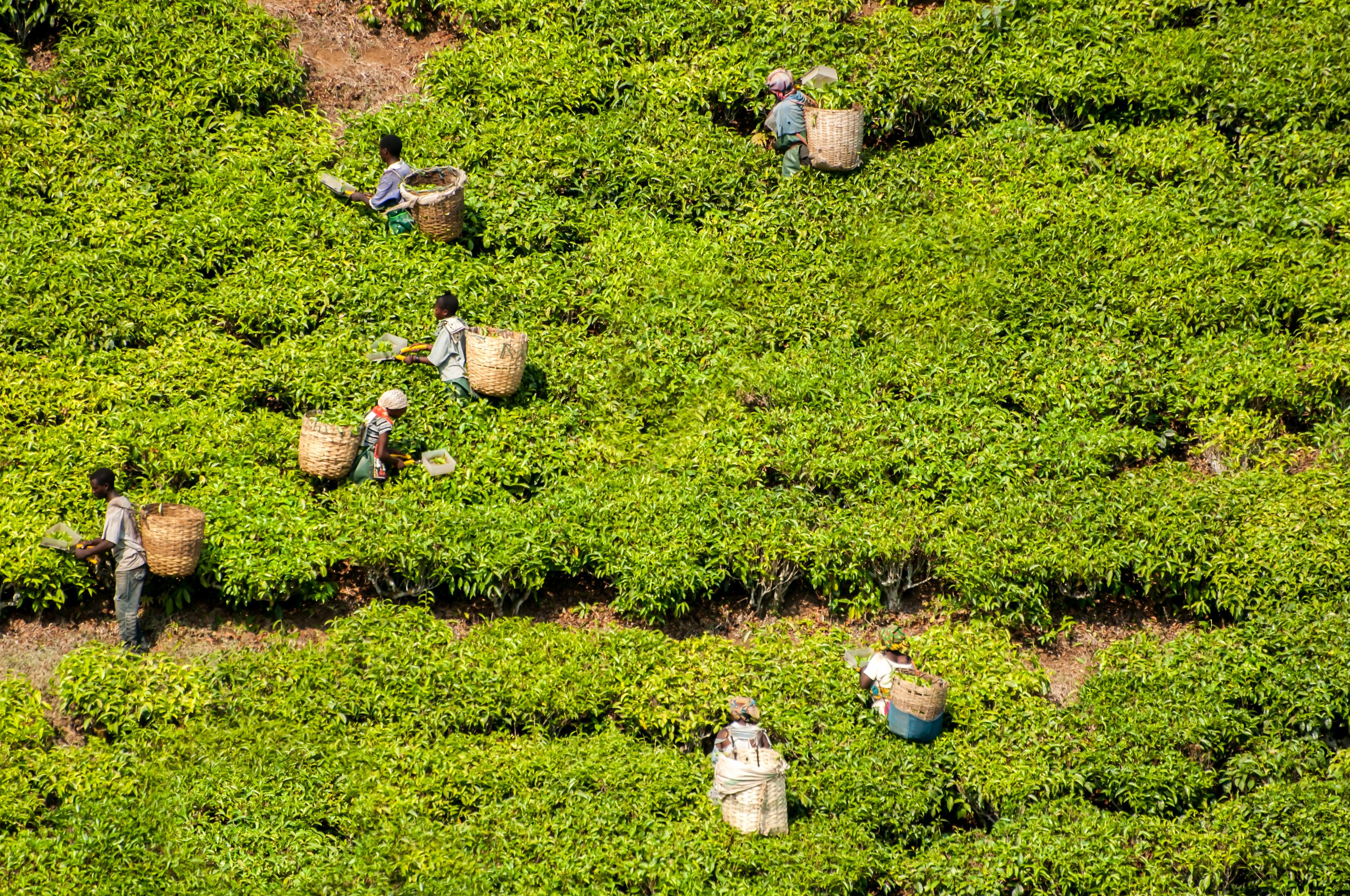 CRDB Bank : Photo de travailleurs dans un champ vert.