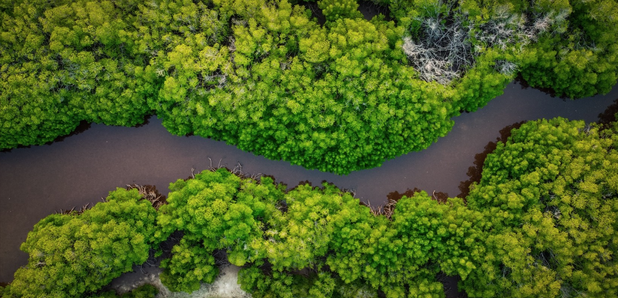 GAIA Climate Loan Fund géré par Climate Fund Managers : Photo d’une rivière qui coule au cœur d’une forêt.