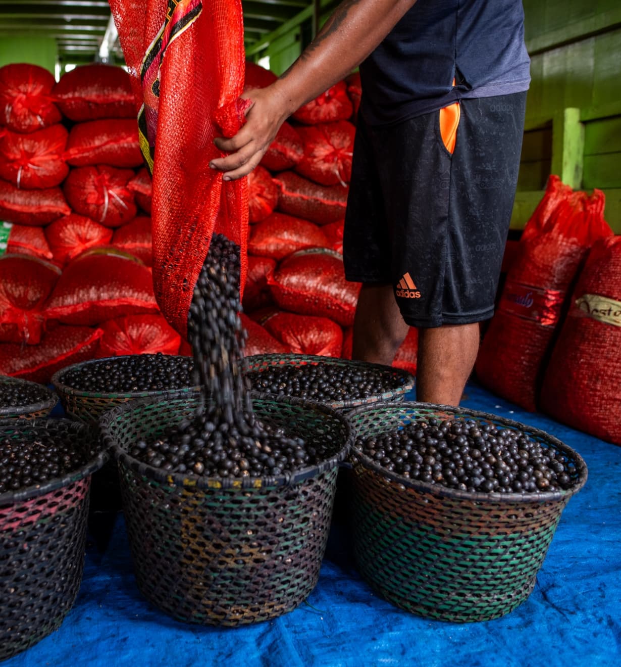 The açai is poured from the sacks into baskets