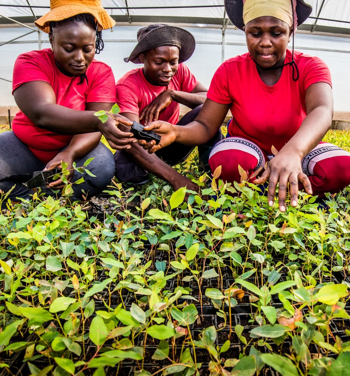 Planting saplings in the greenhouse. Photo courtesy of Miro Forestry