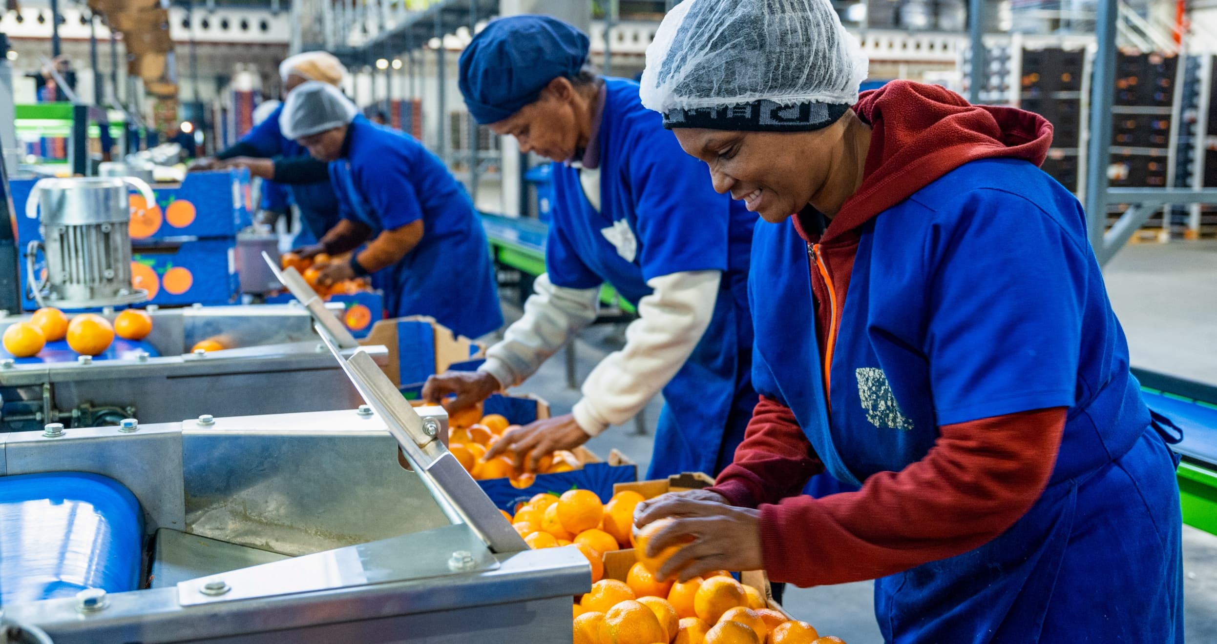 Packing the oranges into crates