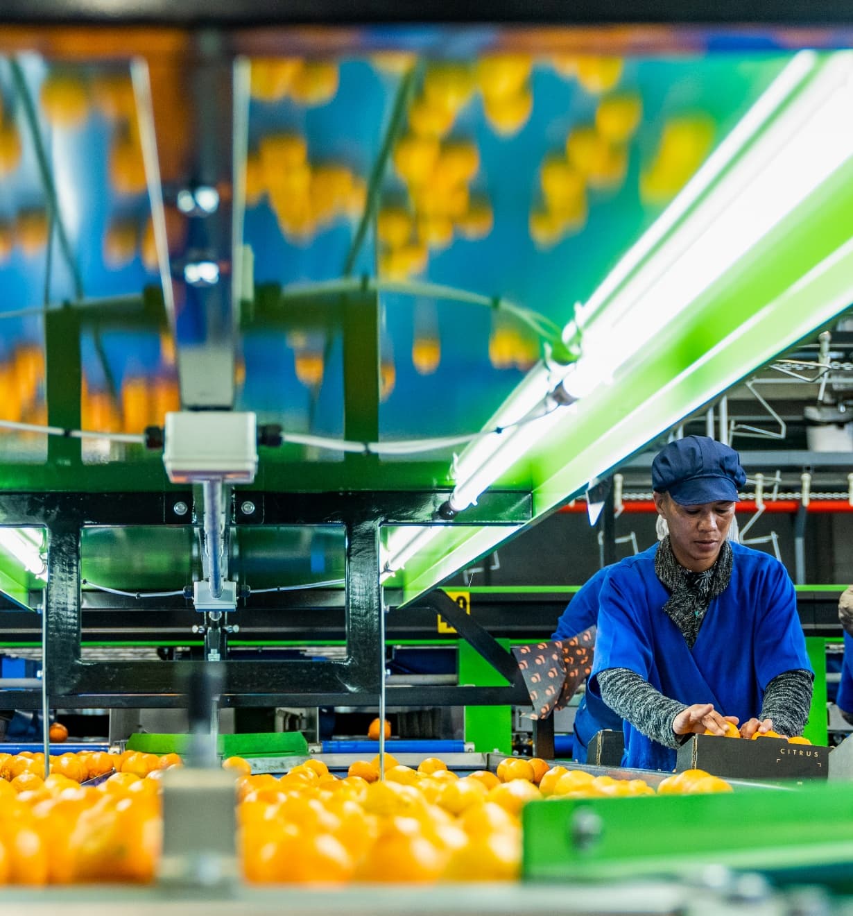 Oranges going down the conveyer