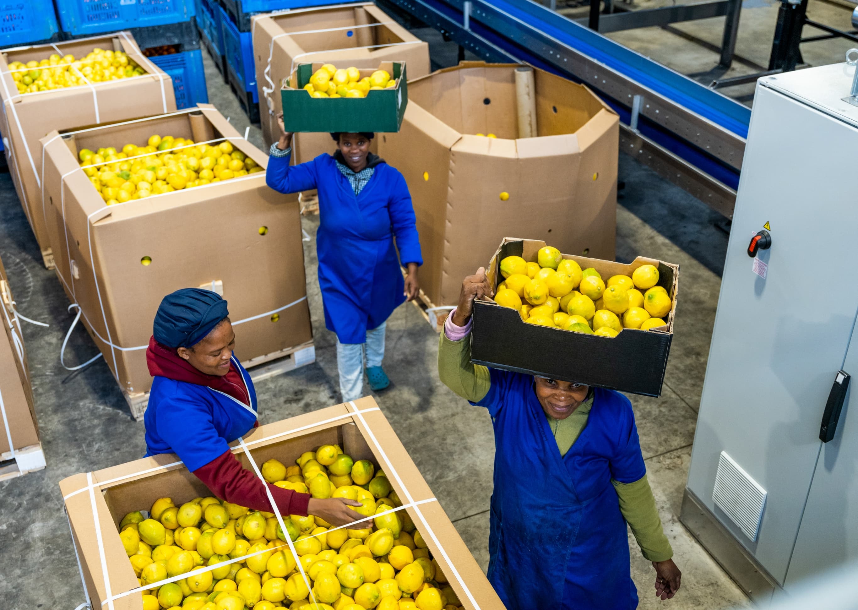 Lona Group processes various fruits, including lemons