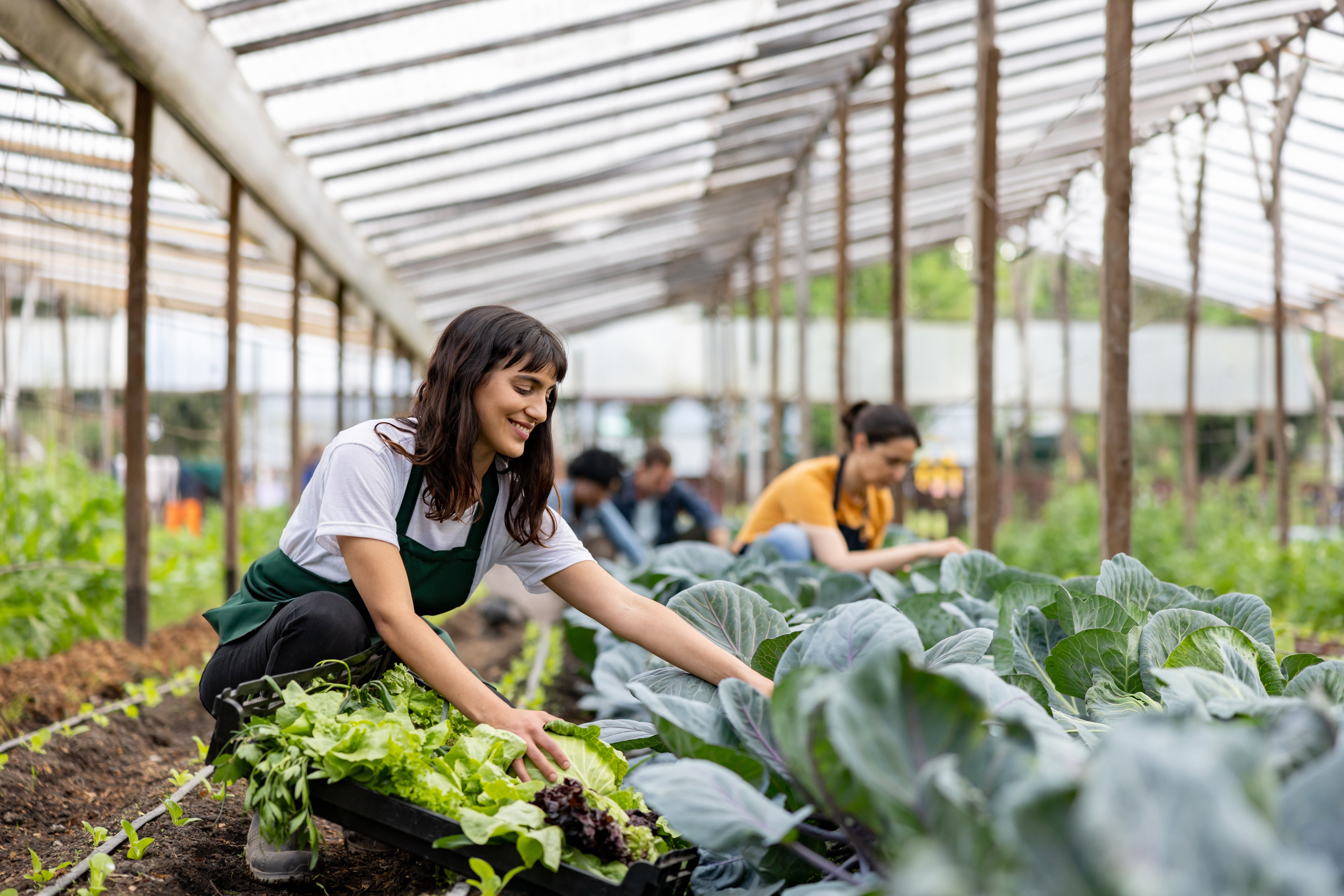 Workers working at a farm cultivating green vegetables.