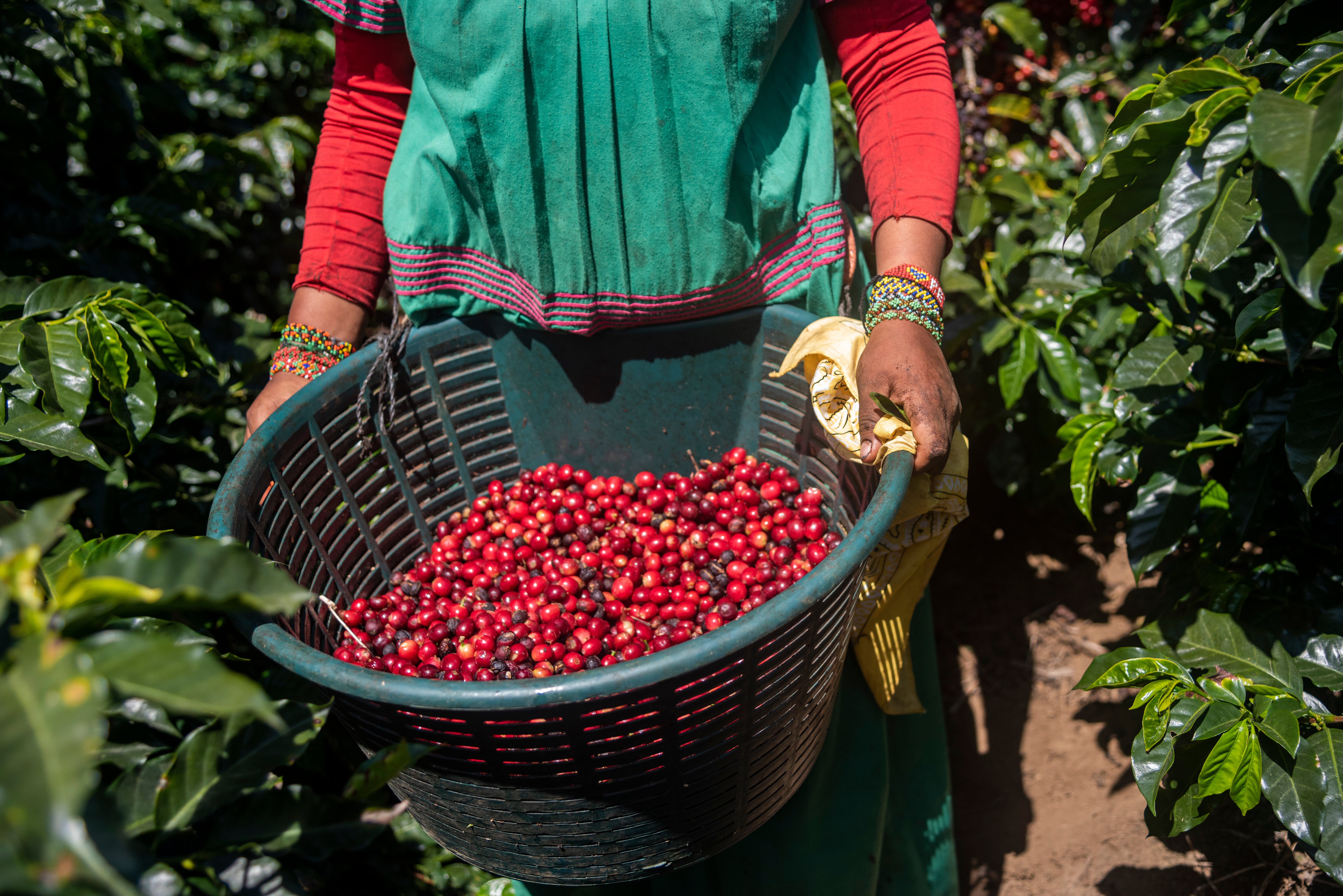 A basket full of coffee beans held by a worker.